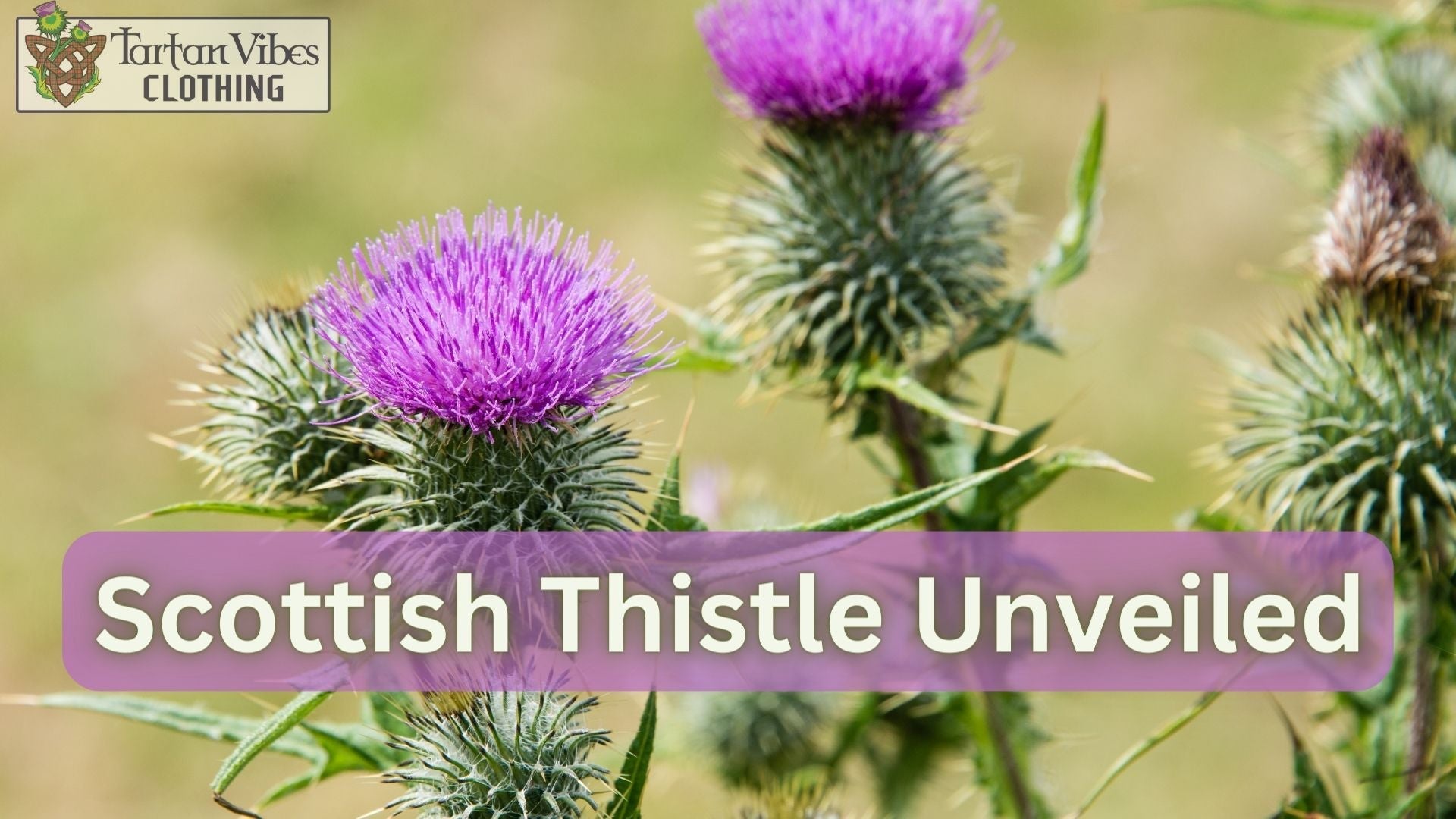 Scottish Thistle Unveiled: A Symbol of Resilience and Pride