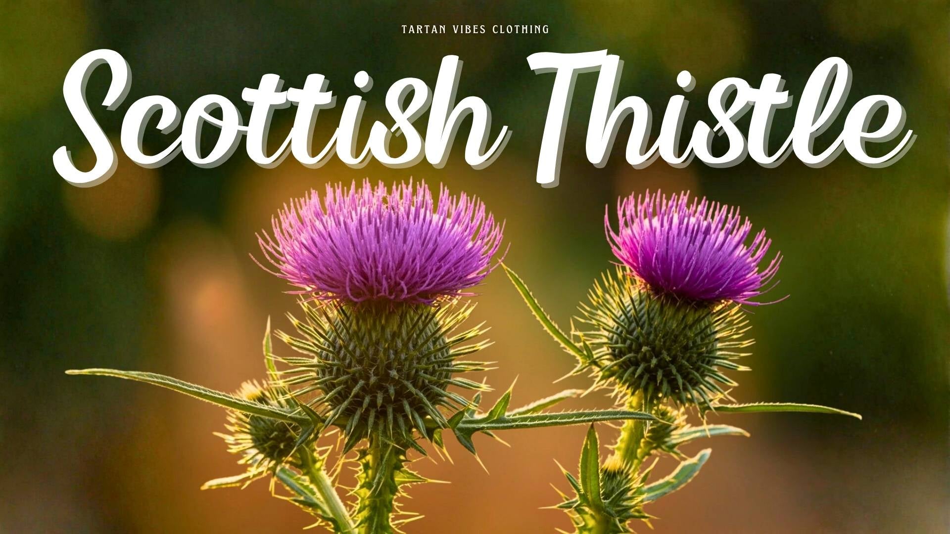 Scottish Thistle Unveiled: A Symbol of Resilience and Pride