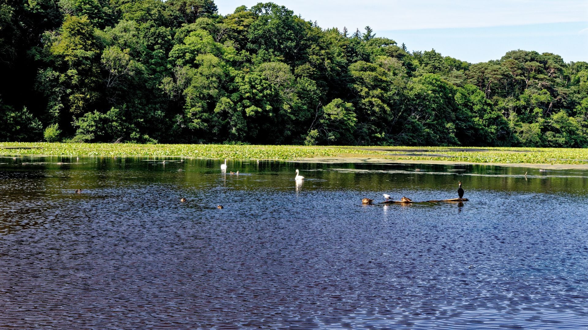 Swan Pond of Culzean Castle