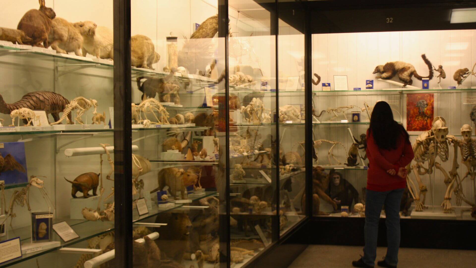 Visitor observing animal skeletons and preserved specimens inside the Bell Pettigrew Museum at the University of St Andrews, Scotland