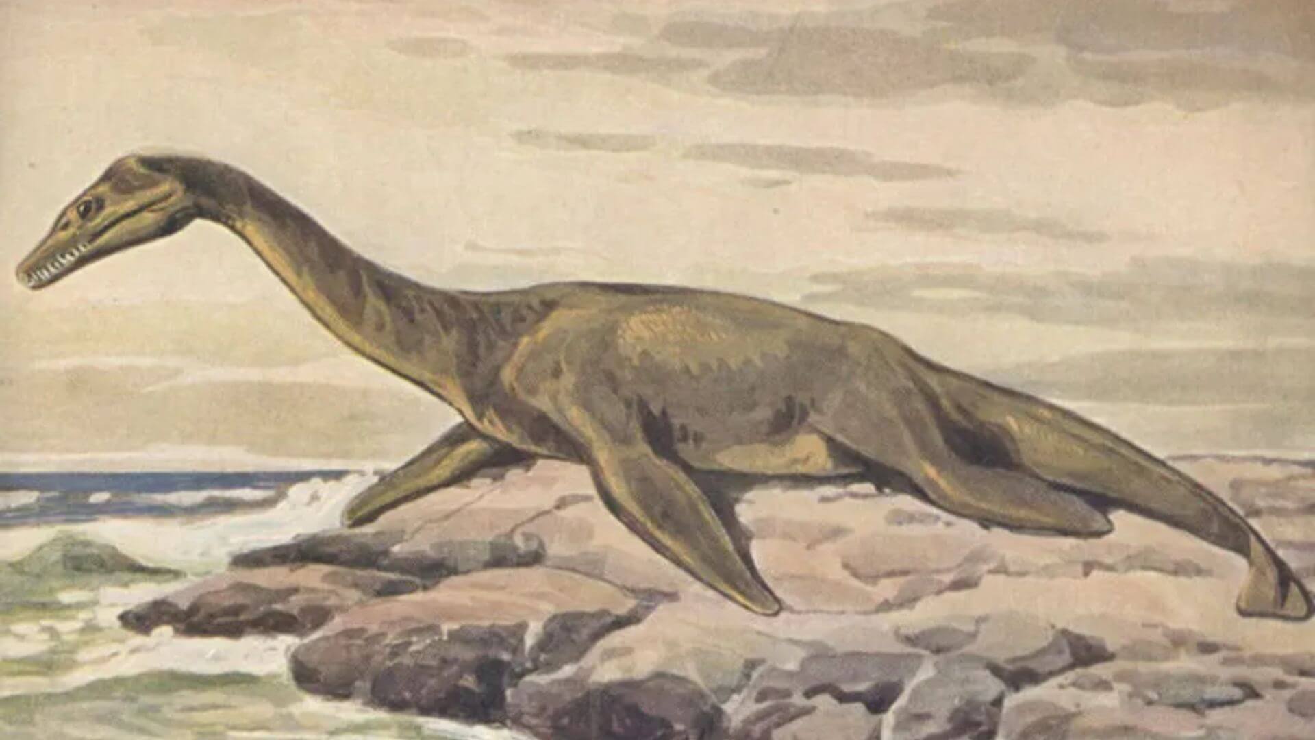 Illustration of a long-necked prehistoric sea creature resting on rocks beside the ocean.