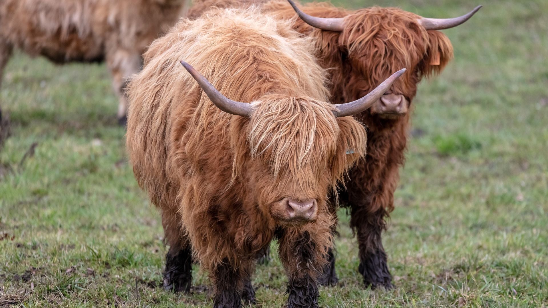 Long haired Cows