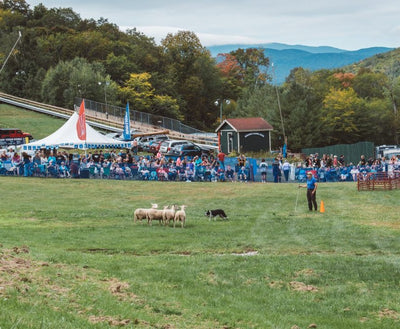 Sheepdog herding demonstration at the New Hampshire Highland Games