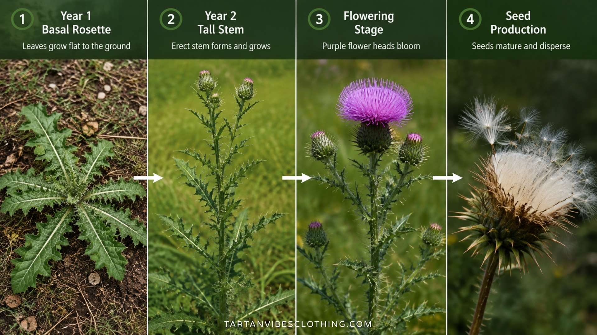 Scottish thistle life cycle from basal rosette to purple flower and seed production